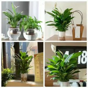 Cây lan ý thủy sinh để bàn kèm chậu nhựa tặng phân nuôi cây thủy canh Minh Hân Garden