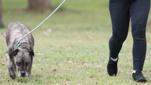 Dermcare Malaseb & Aloveen Shampoo - Medicated 250ML Effective Pet Care Solution Dogs & Cats