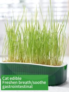 Organic Cat Grass Seeds Send 8 Packs Of Seeds Soilless Cultivation Potted Pet Grass Cat Treats