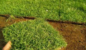 Jual Benih Rumput Jepang 200Gram - Pennington Smart Seed Japonica 200G