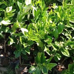 Pohon Jeruk Lemon California Bibit Super Unggul Sangat Cepat Berbuah