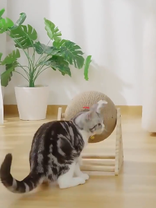 Mango ที่ลับเล็บแมว ที่ฝนเล็บแมว ของเล่นแมว บอลฝนเล็บแมว ที่ฝนเล็บแมวลูกบอล ลูกบอล ของแมว รางบอลแมว บ้านแมว ที่นอนแมว