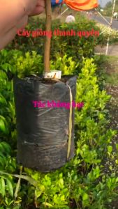 CÂY GIỐNG TẮC BÁNH XE KHÔNG HẠT CHIẾT NHÁNH.Cam kết chuẩn giống trông 3 tháng cho trái