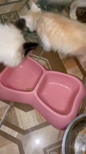 Luscious Recipe Dog Wet Food Cat Wet Food Beef + Pumpkin Pure Meat Real Meat Tasty Dog Food Cat Food Food Toppers