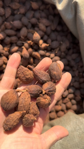 Premium Quality Black Cardamom Seeds Herbs Spices Caoguo / Tsao-ko / Amomum Tsaoko / Cao Guo 草果