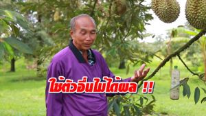 ชุดบำรุงต้น เสริมความแข็งแรง บำรุงต้น อุณหภูมิ ฟื้นฟูต้นโทรมใบเหลือง ป้องกันโรคแมลง, ถูกเรื่องการติดดอก, ขั้วเหนียว, ผลดก เพิ่มน้ำหนัก เพิ่มผลผลิต (ซูปเปอร์ 1 ขวด : 500 ซีซี + เพียวเวิร์ค 1 ขวด : 500 ซีซี) สำหรับการผลิตเสริมพืช คุณส