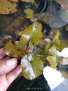 Tiger lotus full air per pot tanaman aquascape