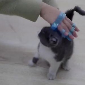 Găng tay tắm chó mèo đồ dùng tắm cho thú cưng chải lông gỡ rối đánh bông lông - Medipet