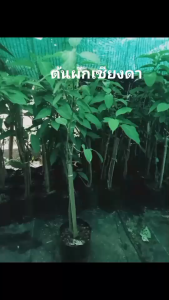 ต้นเชียงดาในถุงดำ พร้อมปลูก