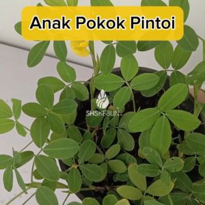 Arachis Pintoi Keratan Kacang Pintoi Anak Pokok Kacang Pintoi 遍地黄金 Pinto Peanut Cutting 蔓花生插条 SHS Kebun