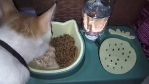 Tempat Makan Kucing Anjing CW01 Dispenser Minum Pet Freeder 2 IN 1 Otomatis Mangkok Hewan Minum
