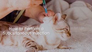 Authentic BASMI FIP GS-441524 FIP Treatment   RAWATAN FIP GS441524 30mg/ml Concentration 8ml per vial