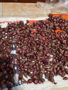 Bawang Merah Fresh 250 500 gram 1 kg  Brambang