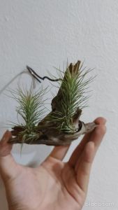 Tillandsia Funkiana  / 空气凤梨- 狐狸尾巴 / 空气草-狐狸尾巴
