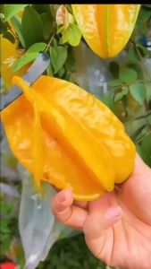 BIBIT BELIMBING MADU Aneka bibit unggul NIRWANA