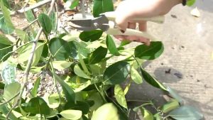 GUNTING KEBUN PANGKAS DAHAN RANTING POHON DAUN MODEL LURUS & BENGKOK UNTUK BERKEBUN ATAU RUMAHAN