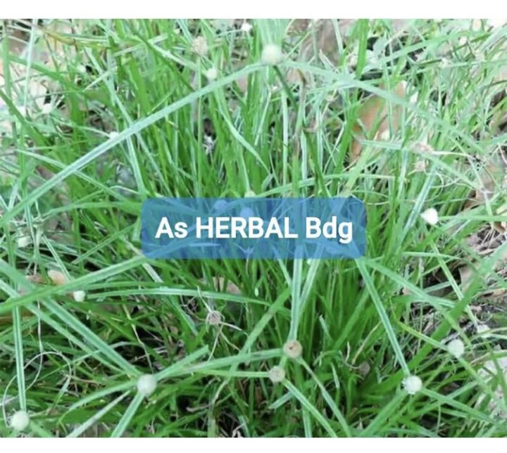 Pendul Reeds Daun pendul rumput pendul tanaman pendul 500 gram-az | Lazada Indonesia