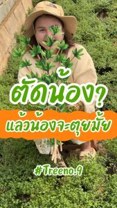 เลมอนไทม์ Treeno.9 กระถาง 6-8 นิ้ว / สูง 15-30 ครั้ง สมุนไพรฝรั่ง กลิ่นหอม ดีต่อสุขภาพ