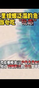 Cockroach medicine 100% kill cockroach bait Cockroach powder Cockroach killer safety anti-contact cockroach medicine Reusable cockroach trap