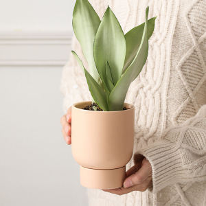 Phalaenopsis Special Orchid Tall Ceramic Flower Pot Tray Internet Celebrity Tropical Plants Leaf-Watching Plants Alocasia Begonia