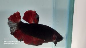 BETTA AVATAR AOC PAIR MALE+FEMALE (REGULAR) : Ready breed