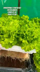 HYDROPONICS STARTER KIT 3 - GRANULAR NUTRIENT SOLUTION/WITH GROWBOX/4 PACKS OF SEEDS/WITH MANUAL/INSTRUCTIONS