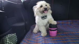 Portable Dog Water Bottle 500ML Collapsible Pet Travel Drinking Cup Squeeze Water Feeder Bowl for Dogs Cats