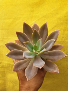 ต้นไม้อวบน้ำ กุหลาบหิน แกร๊เบิริ่น เฟรด ไอฟส์ Graptoveria fred ives #succulent #Graptoveria #กุหลาบหิน