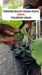 Benih Terong Lalap Bulat Hijau UNYIL 1250 Biji Cap Permata Hijau