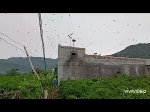 ÂM THANH NHÀ YẾN - TRỌN BỘ JUMBO 39 - Hiệu quả cao cho nhà nuôi chim yến