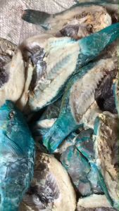 Ikan Asin Kering Kakatua Ikan Asin Mogo Ikan Asin Laut Ikan Laut Moggi