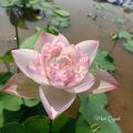 Củ sen Super Lotus. 