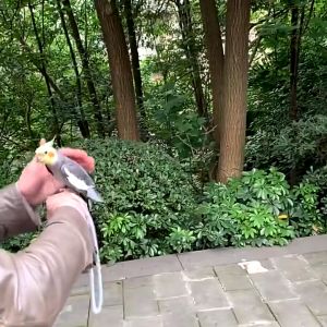 สายจูง สำหรับนกแก้ว สายจูงนก คล้องขานก ป้อนกันนกหลุด ใช้กับห่วงนก ห่วงสลักชื่อนก ห่วงพิมพ์ชื่อนก ห่วงเปิด