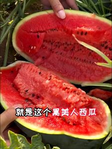 Giant Black Beauty Watermelon Seeds for Planting (20 Seeds) Super Sweet Juicy Giant Water Melon Seed
