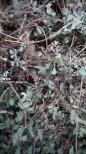 1kg cây hàn the an vat