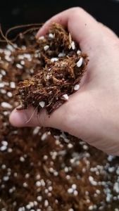 ดินกุหลาบ ดินไม้ดอก ดินกุหลาบร่าเริง สรรพรส mixsoil soil flowers oil rose soil