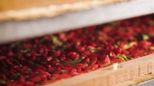 เก๋ากี้แดง Goji Berries ขนาด 100 กรัม เก๋ากี้หวาน ผลไม้อบแห้ง ตรา ปราชญา