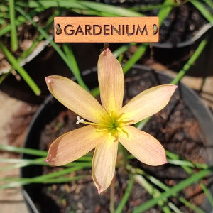 Umbi Bunga Rain Lily San Antonio - Rainlily Zephyranthes Hybrid