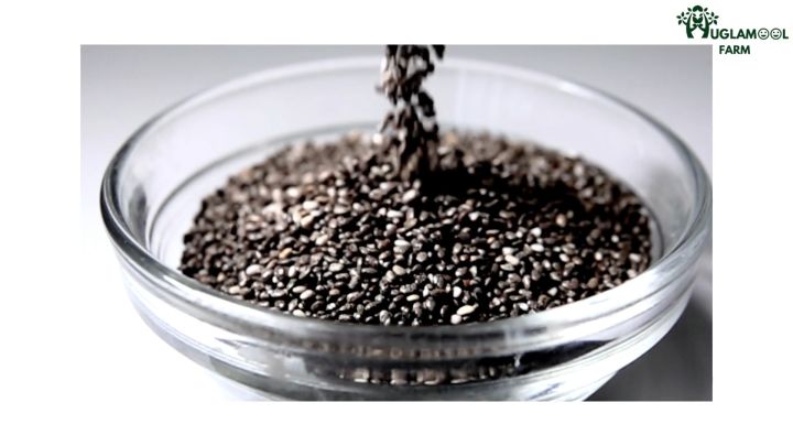 เมล็ดเจีย ออร์แกนิคแท้ มีอย. 100 240 800กรัม ตราฮักละมูลฟาร์ม Organic Chia seed เมล็ดเชีย เจีย เชีย