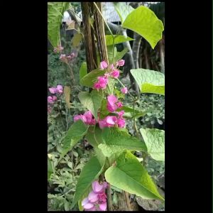 BERBUNGA...Bibit Tanaman Hias Bunga Air Mata Pengantin Merah Muda 80-1meter Kondisi sudah Berbunga