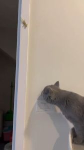 จิ้งจกปลอม ตุ๊กแกปลอม แมลงสาป  ของเล่นแมว แกล้งแมว ยางพารา เหมือนจริง สนุกสนาน ล่อแมว