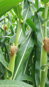 Benih Jagung Manis BIMMO Isi 250gr sekitar 3400 Biji | Original Segel Pabrik | Produk Asli Jawara