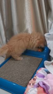 Scratching board แผ่นลับเล็บแมว (สำรอง) ทีร่ากราฟฟ์ คามอน ขนาด 40x28x12 cm เซนติเมตร