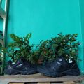 sepatu gunung hiking treking outdoor boa system treksta size 43 second. 