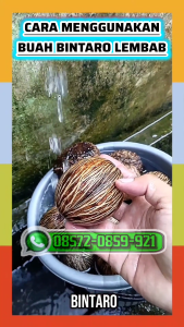 PENGUSIR TIKUS AMPUH | BUAH BINTARO LEMBAB | BUAH SIMPALAK