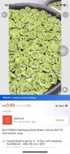 INDUK Water Lettuce Kiambang Rose Water Plant
