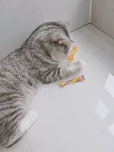 Mainan Pegas Fleksibel Panjang Pendek Untuk Kucing Anjing Pet Toys