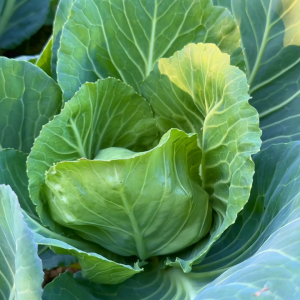 เมล็ดพันธุ์ กะหล่ำปลีเจนเน่ (ซองรีเทล)