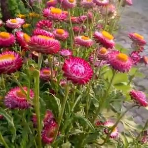 เมล็ดพันธุ์ดอกไม้ กระดาษ 30-100 เมล็ด คุณภาพดี ราคาถูก ปลายทาง