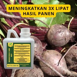 Pupuk Pelebat Buah Bit / Pupuk Buah Bit / Pupuk Booster Buah Bit / Pupuk Bit